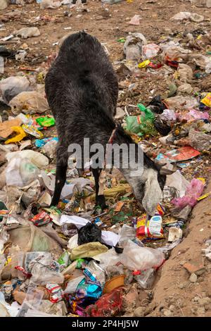 India, Rajasthan, Bikaner, goat feeding on rubbish pile Stock Photo