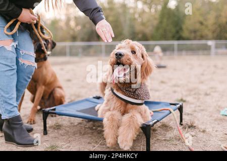 Happy Doodle mix dog laying on place mat getting a treat Stock Photo