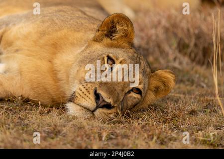 Lion laying around in uganda queen Elizabeth national park Stock Photo