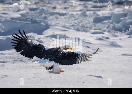 Steller's sea eagle spread its wings and landed on the snow. Haliaeetus pelagicus. Scenery of wild bird life in winter, Hokkaido, Japan. 2023 Stock Photo