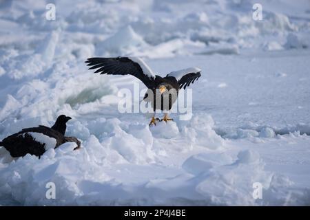 A Steller's sea eagle standing on a snowdrift. Two baby Steller's sea eagles. Haliaeetus pelagicus. Scenery of wild bird life in winter, Hokkaido, Jap Stock Photo