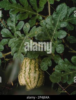 Watermelon on the vine after a rainstorm Stock Photo