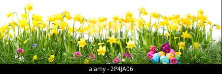 Beautiful Easter background with daffodils, green grass, colorful spring flowers and eggs isolated on white background  -  Panorama, banner Stock Photo