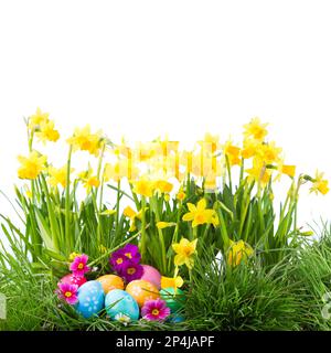 Beautiful Easter background with daffodils, green grass, colorful spring flowers and eggs isolated on white background  -  Square format Stock Photo