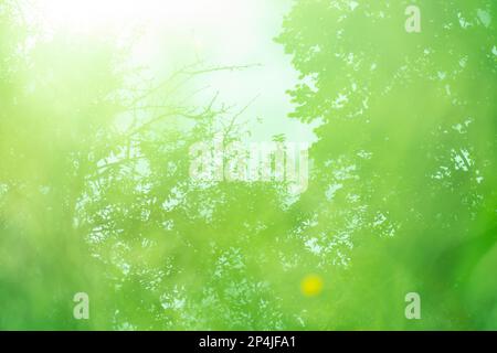 Green shiny blur defocused background with colorful blur. Green abstract bokeh circular background. Stock Photo