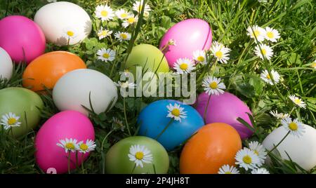 Easter eggs in the grass with daisies Stock Photo