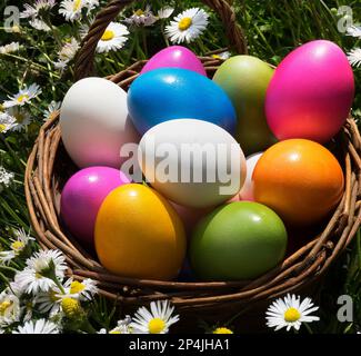 Easter eggs in the grass with daisies Stock Photo