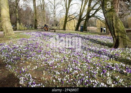 White and purple crocus flowers blooming in the later winter sunshine in the Oosterpark in Amsterdam, Netherlands. Stock Photo
