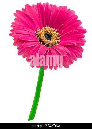 Pink Gerbera flower isolated on white  background Stock Photo