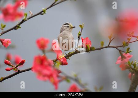 RENHUAI, CHINA - MARCH 6, 2023 - A bird rests on a crabapple branch at Luming Park in Renhuai City, Southwest China's Guizhou Province, March 6, 2023. Stock Photo