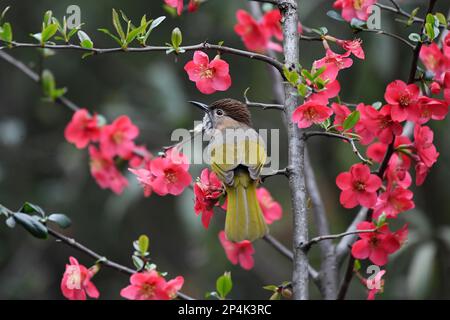 RENHUAI, CHINA - MARCH 6, 2023 - A bird rests on a crabapple branch at Luming Park in Renhuai City, Southwest China's Guizhou Province, March 6, 2023. Stock Photo