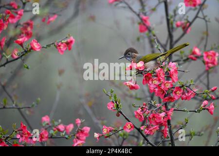 RENHUAI, CHINA - MARCH 6, 2023 - A bird rests on a crabapple branch at Luming Park in Renhuai City, Southwest China's Guizhou Province, March 6, 2023. Stock Photo