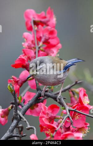 RENHUAI, CHINA - MARCH 6, 2023 - A bird rests on a crabapple branch at Luming Park in Renhuai City, Southwest China's Guizhou Province, March 6, 2023. Stock Photo