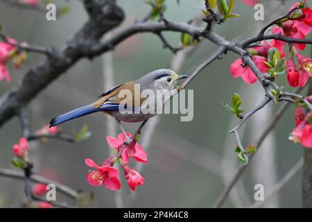 RENHUAI, CHINA - MARCH 6, 2023 - A bird rests on a crabapple branch at Luming Park in Renhuai City, Southwest China's Guizhou Province, March 6, 2023. Stock Photo