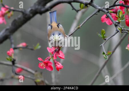 RENHUAI, CHINA - MARCH 6, 2023 - A bird rests on a crabapple branch at Luming Park in Renhuai City, Southwest China's Guizhou Province, March 6, 2023. Stock Photo