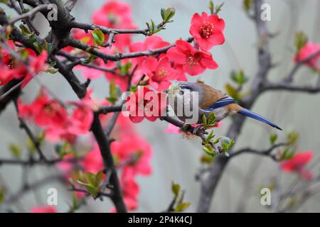 RENHUAI, CHINA - MARCH 6, 2023 - A bird rests on a crabapple branch at Luming Park in Renhuai City, Southwest China's Guizhou Province, March 6, 2023. Stock Photo