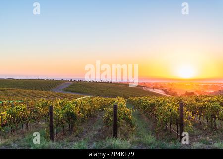 Beautiful vineyards in McLaren Vale at sunset, South Australia. Stock Photo