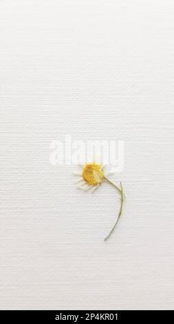 One dry chamomile flower on white paper. Stock Photo