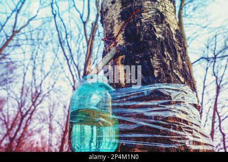Production of birch sap in a glass jar in the forest Stock Photo