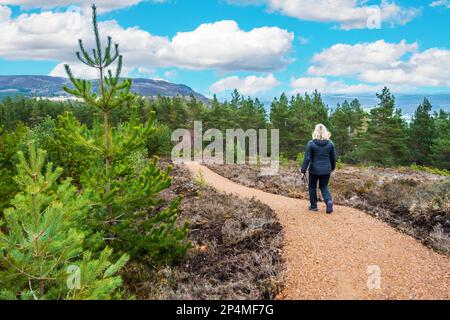 A walker on the path at Abriachan Forest Trails near Drumnadrochit in Scotland Stock Photo