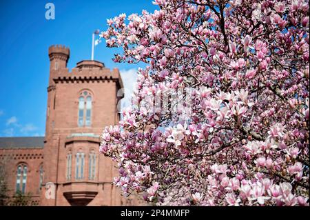 Magnolias in peak bloom at Enid A. Haupt Garden at Smithsonian Castle in Washington DC Stock Photo
