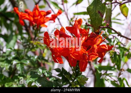 Bright red-orange Tecomaria flowers on a shrub with green leaves close up Stock Photo