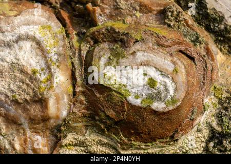 Textured natural beige stone with green spots. Background Stock Photo