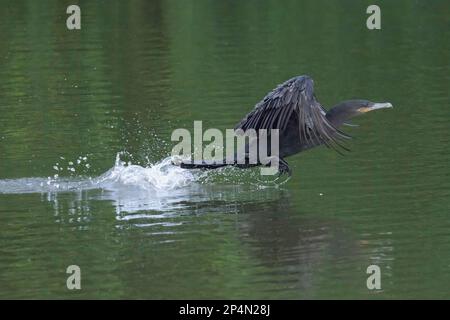 Neotropical Cormorant (Phalacrocorax brasilianus) taking off the water, Manu National Park, Peruvian Amazon, Peru Stock Photo