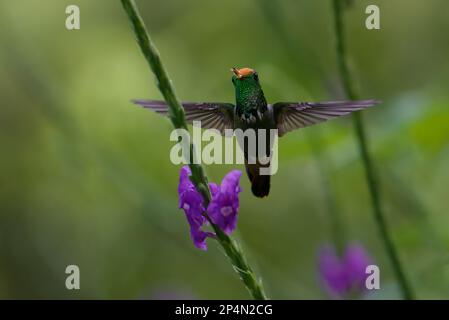 Flying Rufous-crested Coquette (Lophornis delattrei), Manu National Park cloud forest, Peru Stock Photo