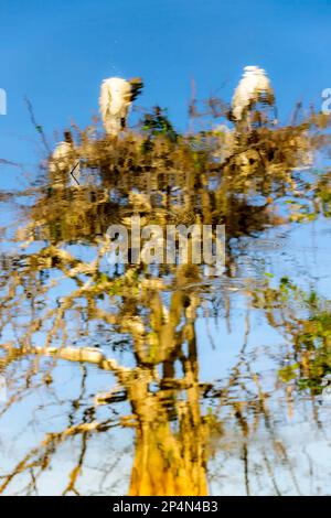Abstract image of Wood Stork (Mycteria americana) nesting in tree top, reflected in water, Wakodahatchee wetland, Florida, United States. Stock Photo