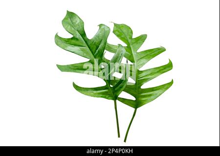 tropical jungle monstera leaves isolated on a white background Stock Photo