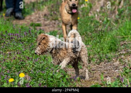 Two dogs enjoying their day in nature while running on the meadow Stock Photo