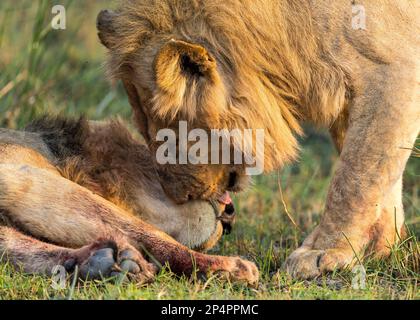 Two male lions licking each other after feeding in botswana moremi Stock Photo