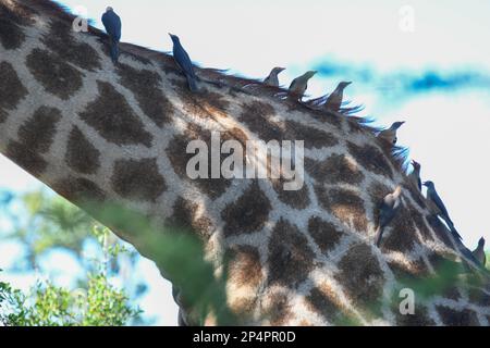 Detail of a giraffe and birds at the Kruger national park in South Africa Stock Photo