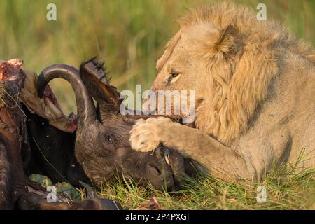 Male Lion feeding on a buffalo head with is paw in the buffalos face in Botswana Moremi Stock Photo