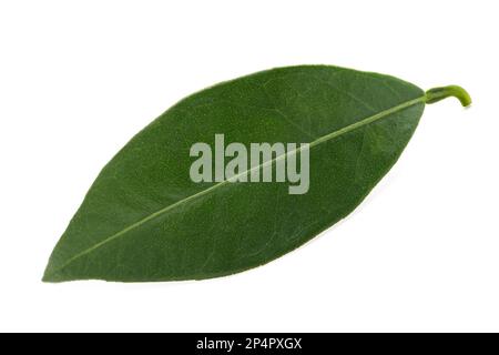 Green Orange leaf isolated on white background Stock Photo