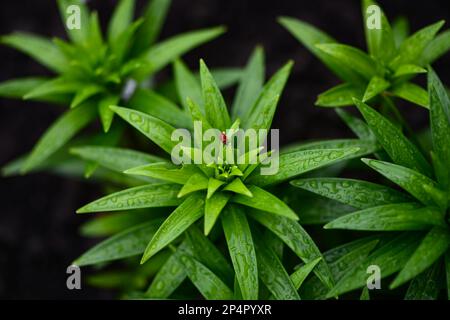Scarlet Lilia Beetle, lilioceris lilii, sitting on green lily after rain. Stock Photo