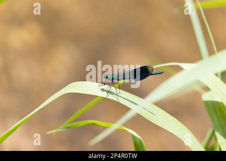A banded demoiselle perched on a leaf in the sunshine Stock Photo