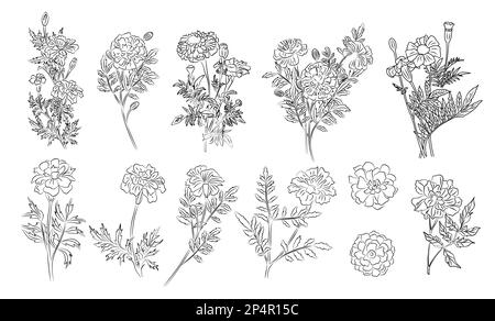 Cosmos Flower Hand Drawing Cosmos Floral Logo Tattoo Highly Detailed Stock  Vector by ©AcantStudio 477797968