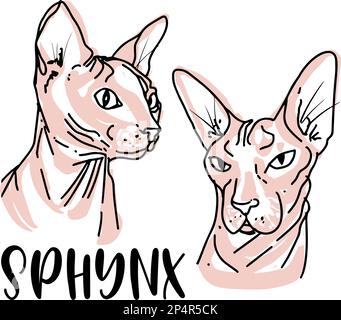 Cute catsPortrait of sphynx in sketch style. Hand drawn vector illustration. Colorful animal illustration. Stock Photo