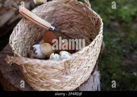 Fresh mushrooms and knife in basket on tree stump outdoors Stock Photo