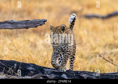 Leopard walking over a dead tree in Botswana Khwai Stock Photo