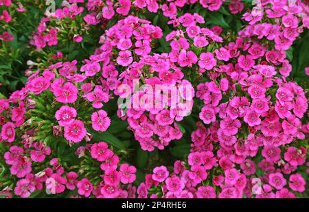 Bunches of Eye Catching Blossoming Dianthus Seguieri or Sequier's Pink Flowers Stock Photo
