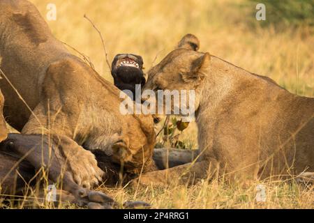 Lion pride going for a kill of a gnu Stock Photo