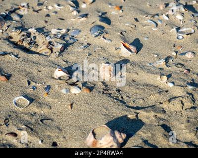 A close-up shot of a diverse assortment of shells scattered on a sandy beach Stock Photo