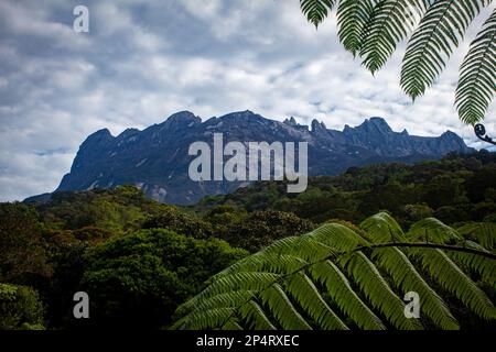 View of Mount Kinabalu peak surrounded by green cover of tropical rainforest. Stock Photo