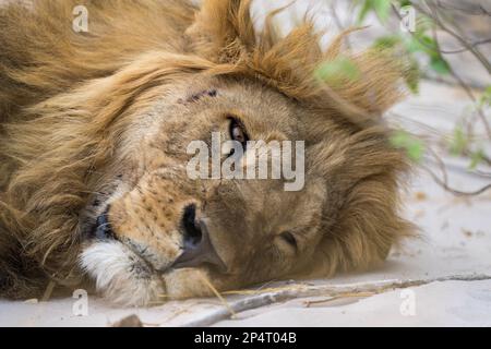 Male Lion laying down lazy on the ground looking into the camera portrait in Botswana Savutie Chbe national park Stock Photo