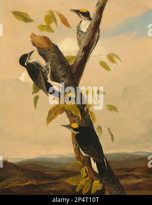 Joseph Bartholomew Kidd, after John James Audubon Black-Backed Three-Toed Woodpecker 1831 Stock Photo