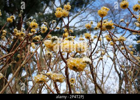 Yellow Edgeworthia chrysantha 'grandiflora' in bloom during the winter months Stock Photo