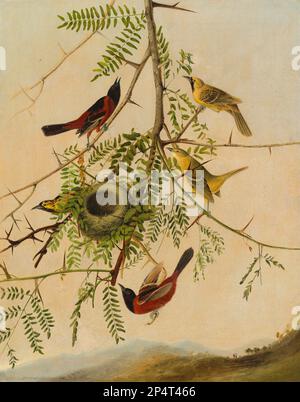 Joseph Bartholomew Kidd, after John James Audubon Orchard Oriole 1830 Stock Photo